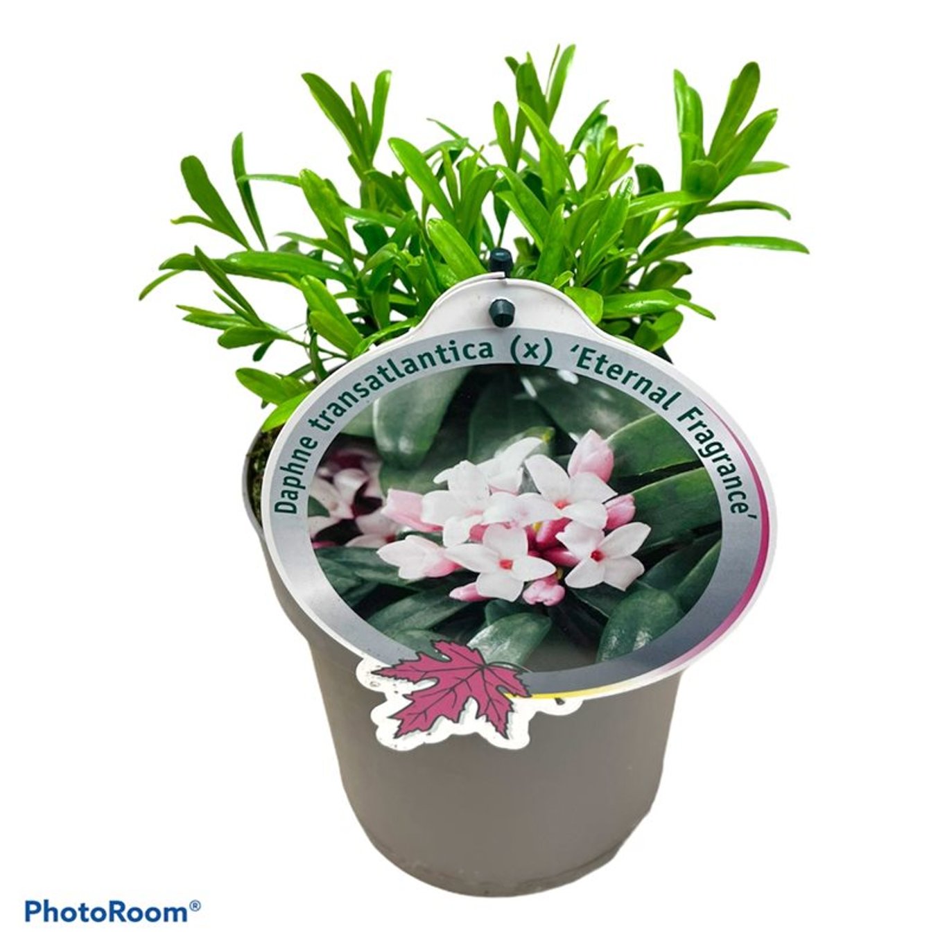 Daphne transatlantica - C2